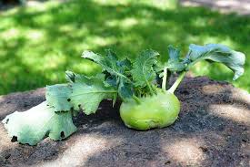 kohlrabi
