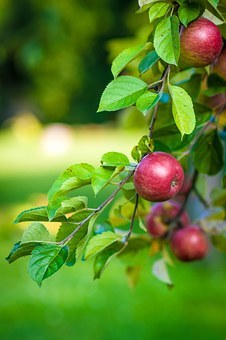 apples on tree